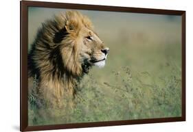 Male Lion in Tall Grass-null-Framed Photographic Print
