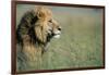 Male Lion in Tall Grass-null-Framed Photographic Print