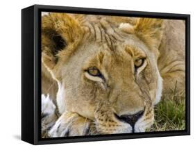 Male Lion in the Late Afternoon, Maasai Mara, Kenya-Joe Restuccia III-Framed Stretched Canvas