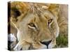 Male Lion in the Late Afternoon, Maasai Mara, Kenya-Joe Restuccia III-Stretched Canvas