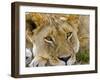 Male Lion in the Late Afternoon, Maasai Mara, Kenya-Joe Restuccia III-Framed Photographic Print