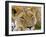 Male Lion in the Late Afternoon, Maasai Mara, Kenya-Joe Restuccia III-Framed Photographic Print