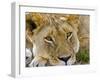 Male Lion in the Late Afternoon, Maasai Mara, Kenya-Joe Restuccia III-Framed Photographic Print