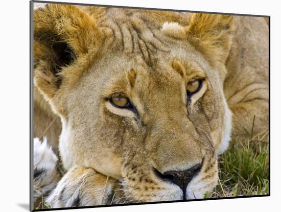 Male Lion in the Late Afternoon, Maasai Mara, Kenya-Joe Restuccia III-Mounted Photographic Print