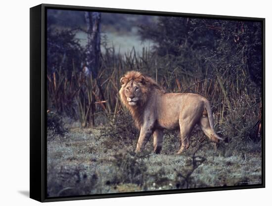 Male Lion in the Wild-John Dominis-Framed Stretched Canvas