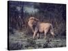 Male Lion in the Wild-John Dominis-Stretched Canvas
