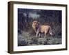 Male Lion in the Wild-John Dominis-Framed Photographic Print