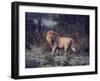 Male Lion in the Wild-John Dominis-Framed Photographic Print