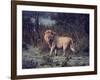 Male Lion in the Wild-John Dominis-Framed Photographic Print