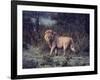 Male Lion in the Wild-John Dominis-Framed Photographic Print