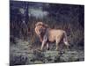 Male Lion in the Wild-John Dominis-Mounted Photographic Print