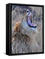 Male Lion is Seen in Masai Mara National Park in Kenya-null-Framed Stretched Canvas