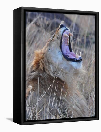 Male Lion is Seen in Masai Mara National Park in Kenya-null-Framed Stretched Canvas