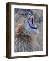 Male Lion is Seen in Masai Mara National Park in Kenya-null-Framed Photographic Print