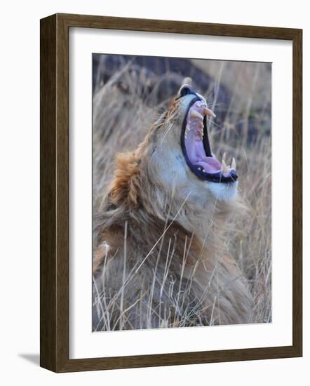 Male Lion is Seen in Masai Mara National Park in Kenya-null-Framed Photographic Print