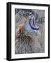 Male Lion is Seen in Masai Mara National Park in Kenya-null-Framed Photographic Print