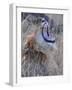 Male Lion is Seen in Masai Mara National Park in Kenya-null-Framed Photographic Print