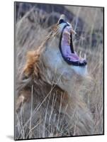Male Lion is Seen in Masai Mara National Park in Kenya-null-Mounted Photographic Print