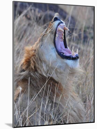 Male Lion is Seen in Masai Mara National Park in Kenya-null-Mounted Photographic Print