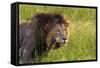 Male Lion, Kruger National Park, South Africa-David Wall-Framed Stretched Canvas