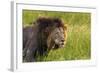 Male Lion, Kruger National Park, South Africa-David Wall-Framed Photographic Print