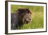 Male Lion, Kruger National Park, South Africa-David Wall-Framed Photographic Print