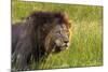 Male Lion, Kruger National Park, South Africa-David Wall-Mounted Photographic Print