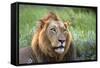 Male Lion, Kruger National Park, South Africa-David Wall-Framed Stretched Canvas