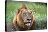 Male Lion, Kruger National Park, South Africa-David Wall-Stretched Canvas