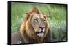 Male Lion, Kruger National Park, South Africa-David Wall-Framed Stretched Canvas