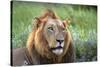 Male Lion, Kruger National Park, South Africa-David Wall-Stretched Canvas