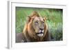 Male Lion, Kruger National Park, South Africa-David Wall-Framed Photographic Print