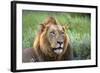 Male Lion, Kruger National Park, South Africa-David Wall-Framed Photographic Print