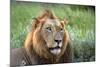 Male Lion, Kruger National Park, South Africa-David Wall-Mounted Photographic Print