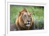 Male Lion, Kruger National Park, South Africa-David Wall-Framed Photographic Print