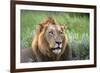 Male Lion, Kruger National Park, South Africa-David Wall-Framed Photographic Print