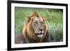 Male Lion, Kruger National Park, South Africa-David Wall-Framed Photographic Print