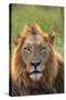 Male Lion, Kruger National Park, South Africa-David Wall-Stretched Canvas
