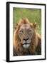 Male Lion, Kruger National Park, South Africa-David Wall-Framed Photographic Print