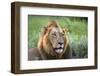 Male Lion, Kruger National Park, South Africa-David Wall-Framed Photographic Print