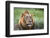 Male Lion, Kruger National Park, South Africa-David Wall-Framed Photographic Print