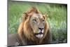 Male Lion, Kruger National Park, South Africa-David Wall-Mounted Photographic Print