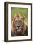 Male Lion, Kruger National Park, South Africa-David Wall-Framed Photographic Print