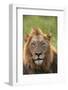 Male Lion, Kruger National Park, South Africa-David Wall-Framed Photographic Print