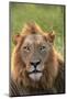 Male Lion, Kruger National Park, South Africa-David Wall-Mounted Photographic Print