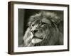 Male Lion 'Kuja' at London Zoo in August 1924 (B/W Photo)-Frederick William Bond-Framed Giclee Print