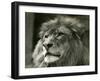 Male Lion 'Kuja' at London Zoo in August 1924 (B/W Photo)-Frederick William Bond-Framed Giclee Print