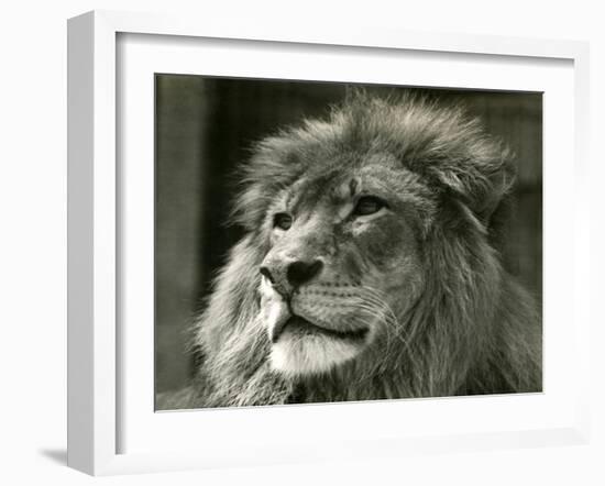 Male Lion 'Kuja' at London Zoo in August 1924 (B/W Photo)-Frederick William Bond-Framed Giclee Print