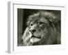 Male Lion 'Kuja' at London Zoo in August 1924 (B/W Photo)-Frederick William Bond-Framed Giclee Print