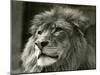 Male Lion 'Kuja' at London Zoo in August 1924 (B/W Photo)-Frederick William Bond-Mounted Giclee Print